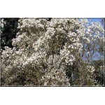 Magnolia soulangeana Alba Superba - Magnolia pośrednia Alba Superba - białe FOTO