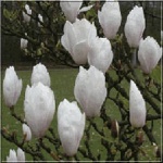 Magnolia soulangeana Alba Superba - Magnolia pośrednia Alba Superba - białe FOTO
