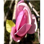 Magnolia soulangeana Alexandrina - Magnolia pośrednia Alexandrina - różowe FOTO