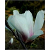 Magnolia soulangeana Brozzonii - Magnolia pośrednia Brozzonii - biało-różowe FOTO
