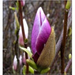 Magnolia soulangeana Lennei - Magnolia pośrednia Lennei - purpurowo-białe FOTO