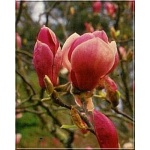 Magnolia soulangeana Lennei - Magnolia pośrednia Lennei - purpurowo-białe FOTO