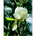 Magnolia soulangeana Lennei Alba - Magnolia pośrednia Lennei Alba - białe FOTO