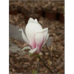 Magnolia soulangeana - Magnolia Soulange\'a - Magnolia pośrednia - biało-różowe FOTO