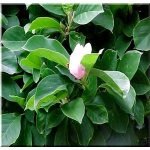 Magnolia soulangeana - Magnolia Soulange\'a - Magnolia pośrednia - biało-różowe FOTO