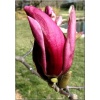 Magnolia soulangeana Picture - Magnolia Pośrednia Picture - purpurowo-różowe FOTO