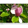 Magnolia soulangeana Rustica Rubra - Magnolia pośrednia Rustica Rubra - różowe z białym FOTO