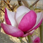 Magnolia soulangeana Rustica Rubra - Magnolia pośrednia Rustica Rubra - różowe z białym FOTO