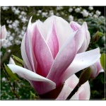 Magnolia soulangeana Satisfaction - Magnolia pośrednia Satisfaction - różowo-kremowe FOTO 
