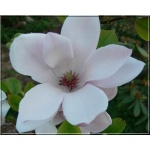 Magnolia soulangeana Satisfaction - Magnolia pośrednia Satisfaction - różowo-kremowe FOTO 