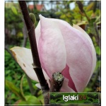 Magnolia soulangeana Sundew - Magnolia pośrednia Sundew - jasnoróżowe FOTO