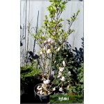 Magnolia soulangeana Sundew - Magnolia pośrednia Sundew - jasnoróżowe FOTO