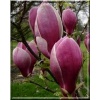 Magnolia soulangeana Winelight - Magnolia pośrednia Winelight - purpurowo-czerwone FOTO