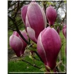 Magnolia soulangeana Winelight - Magnolia pośrednia Winelight - purpurowo-czerwone FOTO