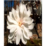 Magnolia stellata - Magnolia gwiaździsta - białe FOTO
