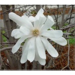 Magnolia stellata - Magnolia gwiaździsta - białe FOTO