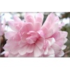 Magnolia stellata Rosea - Magnolia gwiaździsta Rosea - jasno-różowe FOTO