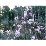 Magnolia stellata Rosea - Magnolia gwiaździsta Rosea - jasno-różowe FOTO