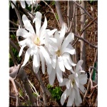 Magnolia stellata Royal Star - Magnolia gwiaździsta Royal Star - białe FOTO