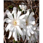 Magnolia stellata Royal Star - Magnolia gwiaździsta Royal Star - białe FOTO