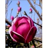 Magnolia Sweet Valentine - Magnolia Sweet Valentine - ciemnoróżowe FOTO