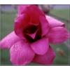 Magnolia Vulcan - Magnolia Vulcan - czerwone FOTO 
