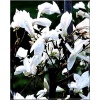 Magnolia Wada\'s Memory - Magnolia Wada\'s Memory - białe FOTO