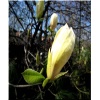 Magnolia Yellow Lantern - Magnolia Yellow Lantern - jasnożółte FOTO