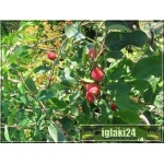 Malus baccata Dolgo - Jabłoń jagodowa Dolgo PA C_10 _200-250cm