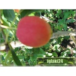 Malus baccata Dolgo - Jabłoń jagodowa Dolgo PA C7,5 _150-200cm
