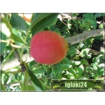 Malus baccata Dolgo - Jabłoń jagodowa Dolgo FOTO