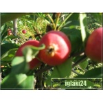 Malus baccata Dolgo - Jabłoń jagodowa Dolgo FOTO