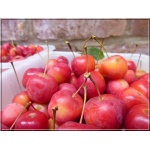 Malus baccata Jackii - Jabłoń jagodowa Jacka FOTO