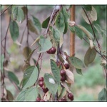 Malus baccata Purpurea Pendula - Jabłoń jagodowa Purpurea Pendula FOTO 