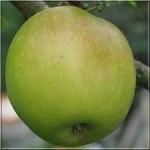 Malus domestica James Grieve - Jabłoń James Grieve C4 60-120cm