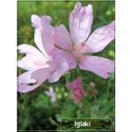Malva moschata f. rosea - Ślaz piżmowy rosea - wys 50, kw 6/9 FOTO 