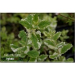 Mentha gracilis Variegata - Mięta imbirowa Variegata - fioletowe, wys. 45, kw. 6/8 C0,5