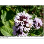 Mentha piperita - Mięta pieprzowa - zioło, fioletowe, wys. 60, kw. 6/8 FOTO
