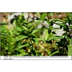 Mentha piperita - Mięta pieprzowa - zioło, fioletowe, wys. 60, kw. 6/8 C0,5