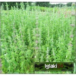 Mentha pulegium - Mięta polej - zioło, zielone liście, wys. 40, kw. 6-8 FOTO