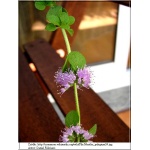 Mentha pulegium - Mięta polej - zioło, zielone liście, wys. 40, kw. 6-8 FOTO