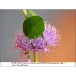 Mentha pulegium - Mięta polej - zioło, zielone liście, wys. 40, kw. 6-8 C0,5