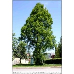 Metasequoia glyptostroboides - Metasekwoja chińska FOTO