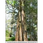 Metasequoia glyptostroboides - Metasekwoja chińska FOTO