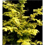 Metasequoia glyptostroboides Goldrush - Metasekwoja chińska Goldrush - Metasequoia glyptostroboides Ogon - Metasekwoja chińska Ogon FOTO
