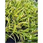 Milium effusum Aureum - Prosownica rozpierzchła Aureum - żółto-zielony liść, wys 60, kw 5/7 FOTO