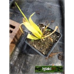 Milium effusum Aureum - Prosownica rozpierzchła Aureum - żółto-zielony liść, wys 60, kw 5/7 FOTO