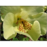 Mimulus hybridus Yellow - Kroplik ogrodowy Yellow - żółty, wys. 10, kw 7/8 FOTO 