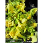 Mimulus hybridus Yellow - Kroplik ogrodowy Yellow - żółty, wys. 10, kw 7/8 FOTO 
