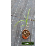 Miscanthus giganteus - Miscanthus japonicus - Miskant olbrzymi - jasnozielony liść, wys. 400, kw. 9/10 FOTO